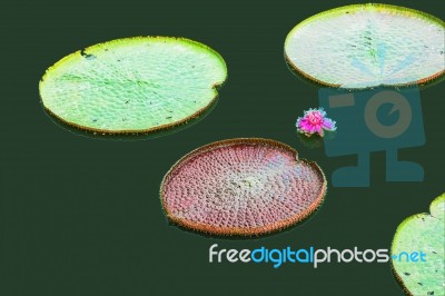 Lotus Leaf In A Pond Stock Photo