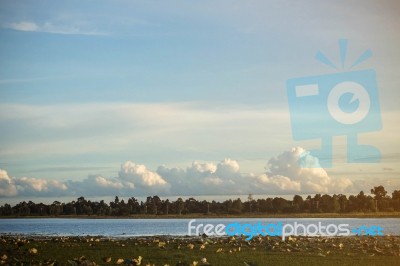 Lotus Leaf In The Lake With The Sky Stock Photo