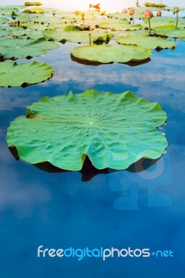 Lotus Leaf On Pond Stock Photo