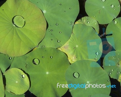 Lotus Leaf With Water Drop Stock Photo