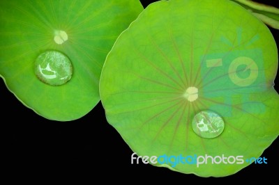 Lotus Leave Stock Photo