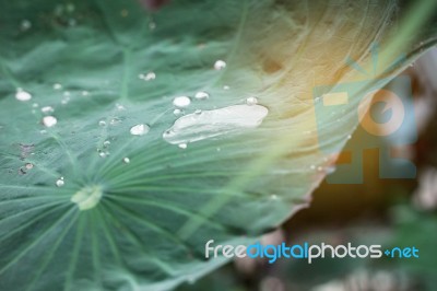 Lotus Leaves And Drops Of Water To Light Stock Photo