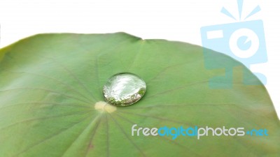 Lotus Leaves With Dew On White Background Stock Photo