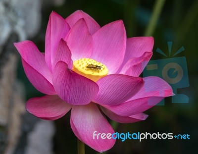 Lotus Lilly Flower With A Bee Landing Stock Photo