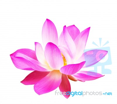 Lotus On A White Backgrounds Stock Photo