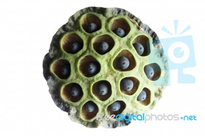 Lotus Pod Stock Photo