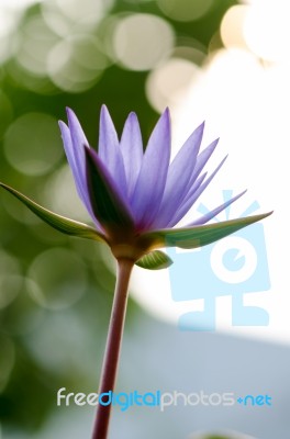 
Lotus Purple Blur, Bokeh, Light, Morning Stock Photo