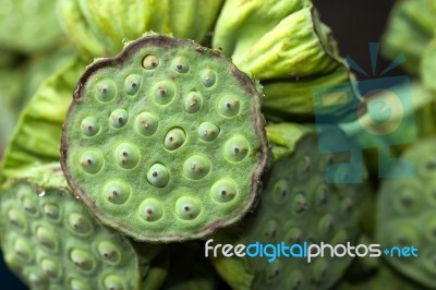 Lotus Seed Stock Photo