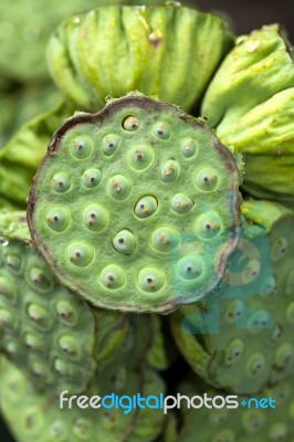 Lotus Seed Stock Photo