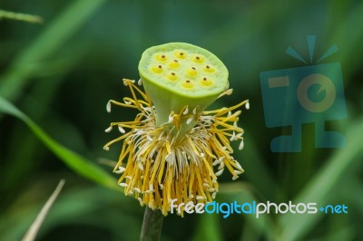 Lotus Seed Stock Photo