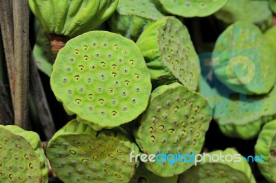 Lotus Seeds Stock Photo