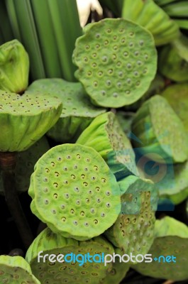 Lotus Seeds Stock Photo