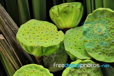 Lotus Seeds Stock Photo