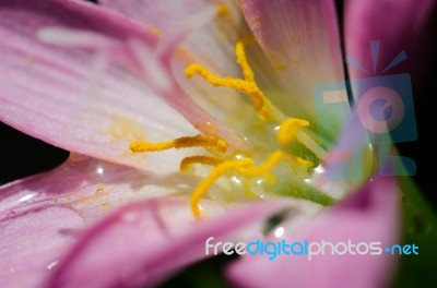 Lotus Soil,lotus Pollen Soil Stock Photo