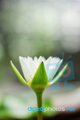 Lotus With Blurred Background Stock Photo