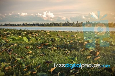 Lotus With The Lake Is Dry Stock Photo