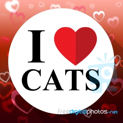 Love Cats Indicates Domestic Fabulous And Like Cat Stock Image