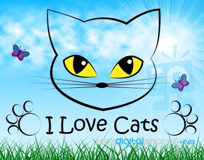 Love Cats Shows Tenderness Pedigree And Passion Stock Image