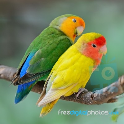 Lovebird Stock Photo