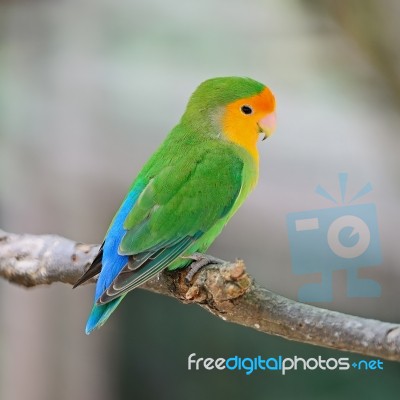 Lovebird Stock Photo