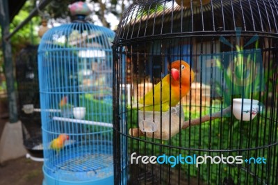 Lovebird Stock Photo