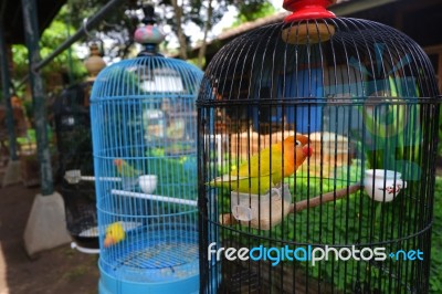 Lovebird Wild Animal Stock Photo