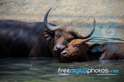 Lovely Face Of Mother And Young Kid Wild African Buffalo In Wate… Stock Photo