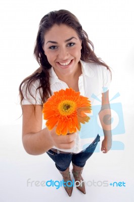 Lovely Girl Showing Orange Gerbera Flower Stock Photo