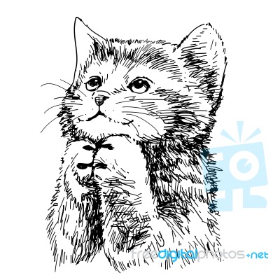 Lovely Kitten Hand Drawn  Stock Image