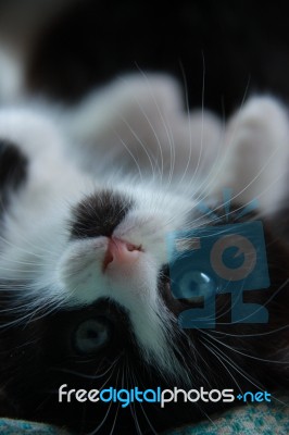 Lovely Little Black And White Kitty Stock Photo