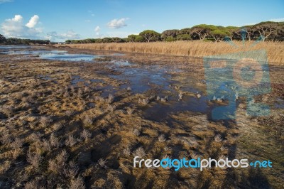 Low Tide Marshland Stock Photo