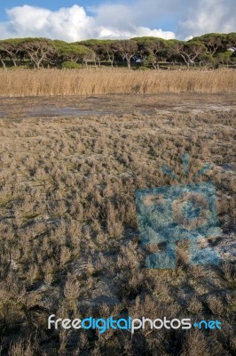 Low Tide Marshland Stock Photo