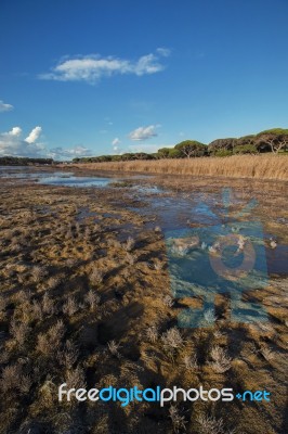 Low Tide Marshland Stock Photo