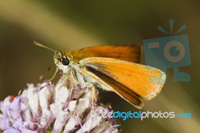 Lulworth Skipper (thymelicus Acteon) Stock Photo