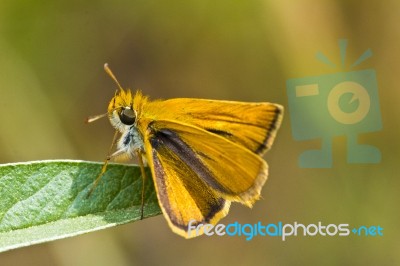 Lulworth Skipper (thymelicus Acteon) Stock Photo