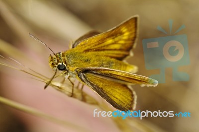 Lulworth Skipper (thymelicus Acteon) Stock Photo