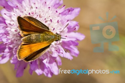 Lulworth Skipper (thymelicus Acteon) Stock Photo