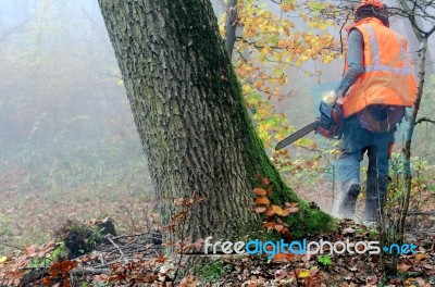 Lumberjack Stock Photo