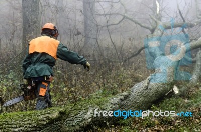 Lumberjack Stock Photo