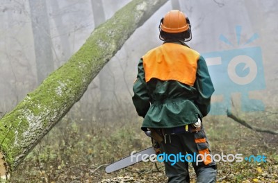 Lumberjack In Forest Stock Photo