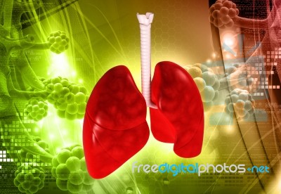 Lungs Stock Image