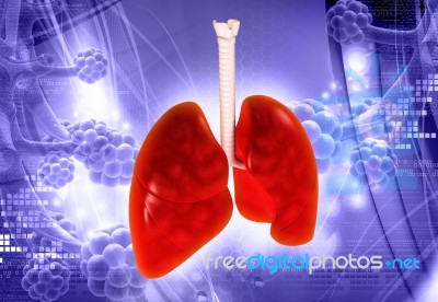 Lungs Stock Image