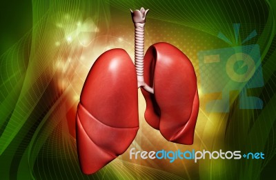 Lungs Stock Image