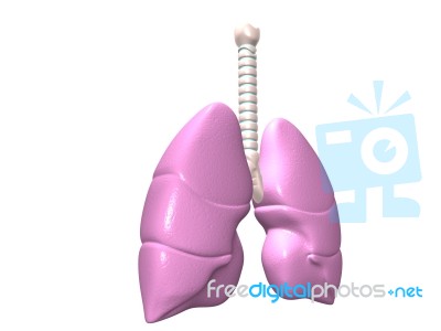 Lungs Stock Image