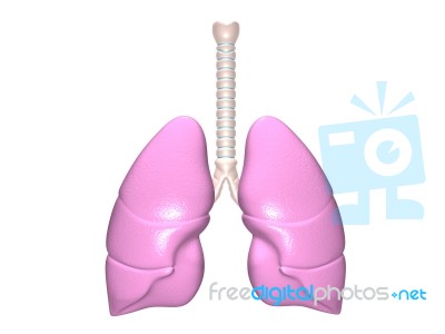 Lungs Stock Image