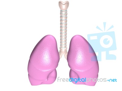 Lungs Stock Image