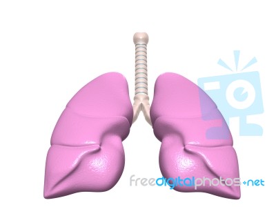 Lungs Stock Image