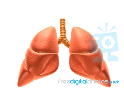 Lungs Stock Image