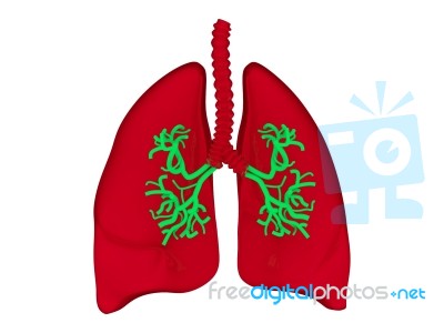 Lungs - Pulmonary System Stock Image