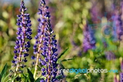 Lupine Field With Pink Purple And Blue Flowers Stock Photo